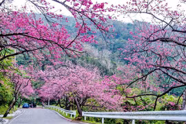 2016年大叻樱花盛开美景（图片来源：因特网）