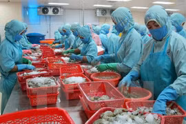 越南水产业面向提高虾出口额的目标。