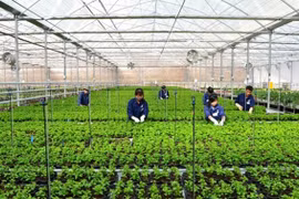 海防市进行高科技农业区规划