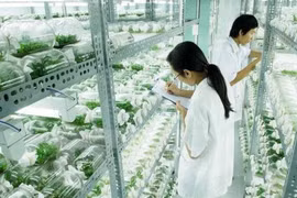 附图：高科技农业。（图片来源：越通社）