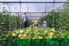 附图（图片来源：因特网）