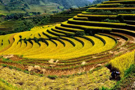 附图：越南西北地区田梯美景。（图片来源：互联网）