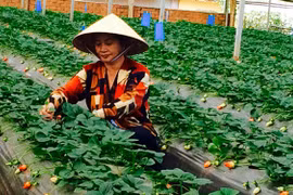附图（图片来源：因特网）