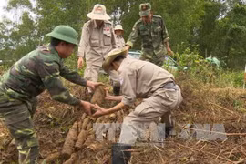 美国“越南和平树组织”协助越南广治省克服战后遗留炸弹地雷后果。