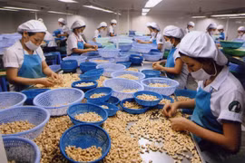 化解越南腰果出口障碍 完成既定目标