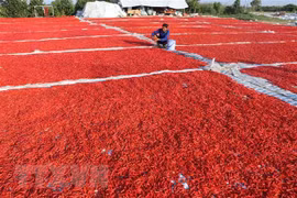 中国禁止进口越南辣椒的信息不属实