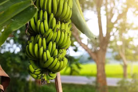 金瓯省多措并举提升香蕉产品价值