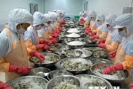 越南虾类企业投资长期发展