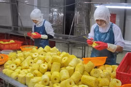 越南农水产品加大对荷兰市场的出口力度