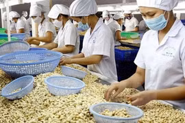 2021年越南力争实现腰果出口额达40亿美元的目标