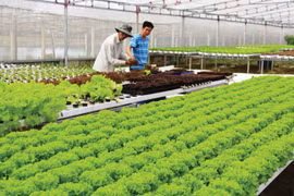 疫情围困之下 农产品出口获大丰收