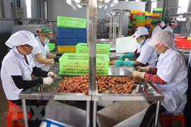 海阳省近3万吨荔枝顺利投放国内外市场 