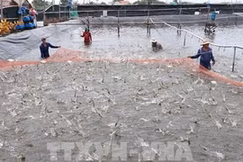坚江省向各咸水虾养殖场颁发识别码