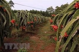 政府副总理黎文成主持召开促进农产品流通和销售的视频会议