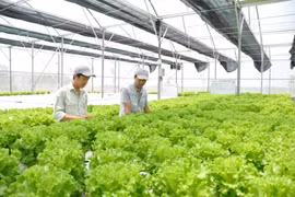 年初至今河内的农业生产增速高于2020年同期