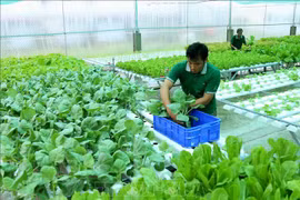 越南有机农产品在澳大利亚市场的发展前景广阔