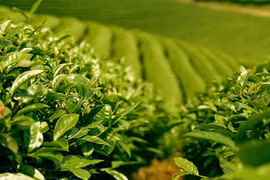 提高茶叶的经济效果：想方设法促进茶业可持续发展