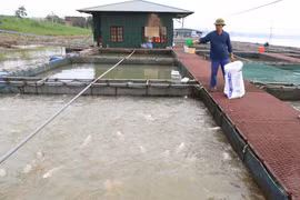 隆安省促进工业化水产养殖