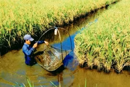 同塔省水稻和鱼虾混合种养模式初步见效