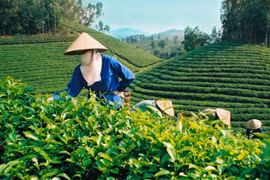越南茶叶颇受澳大利亚消费者的欢迎