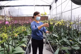 北宁省花村百花怒放迎新春