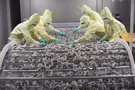 越南与巴西企业迎来新合作机遇