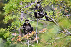 西宁省黑婆山国家旅游区首次出现黑腿白臀叶猴