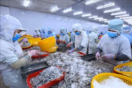 越南对俄罗斯的虾类出口额同比增长51%