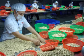 今年上半年越南腰果出口额达16.4亿美元