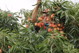 新冠肺炎疫情：12吨清河荔枝将在Sendo电商平台销售