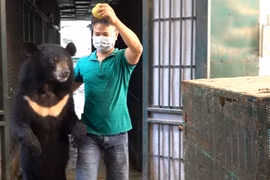 终结黑熊杂技表演 共建野生动物美好未来