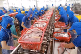 2021年越南查鱼出口金额有望达15.4亿美元