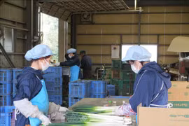 新冠肺炎疫情：克服日本市场劳动力短缺的现象