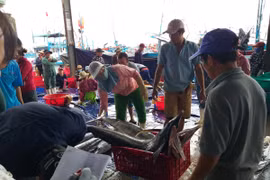 越南中南部地区渔民春节期间海上鱼获丰收