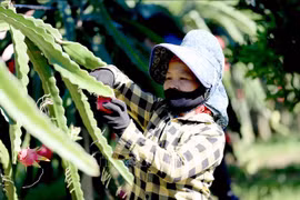 山萝省向俄罗斯出口10吨红心火龙果