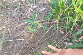 嘉莱省：诸博容边境县出现野象群