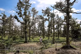 九龙江三角洲地区海水入侵高峰可集中在2~3月