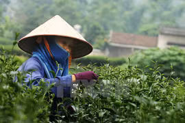 越南茶叶对中国台湾出口保持增长势头