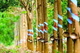 美国增加从越南进口橡胶