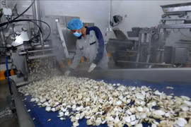 首个蛤肉罐头集装箱对欧洲出口