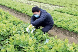 新冠肺炎疫情下推进农业增长