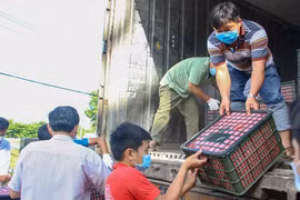 芹苴市联合销售240吨北江荔枝