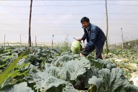 林同省在春节期间向市场提供近80万吨蔬菜