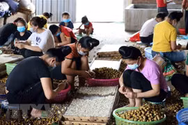 促进东盟妇女在农业中的作用