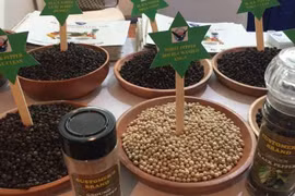 越南胡椒在世界版图上熠熠生辉