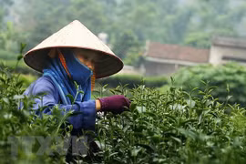 前2个月越南茶叶出口额猛增