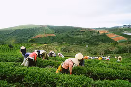 提高茶叶的经济效益：朝着价值链方向发展