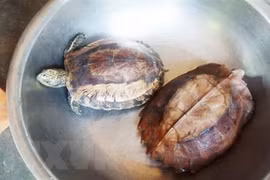 自然教育中心成功解救157只野生动物