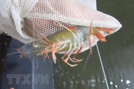 金瓯培育金瓯黑虎虾地理标志产品