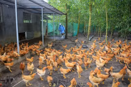 世界卫生组织称H5N8型禽流感病毒可传播到人